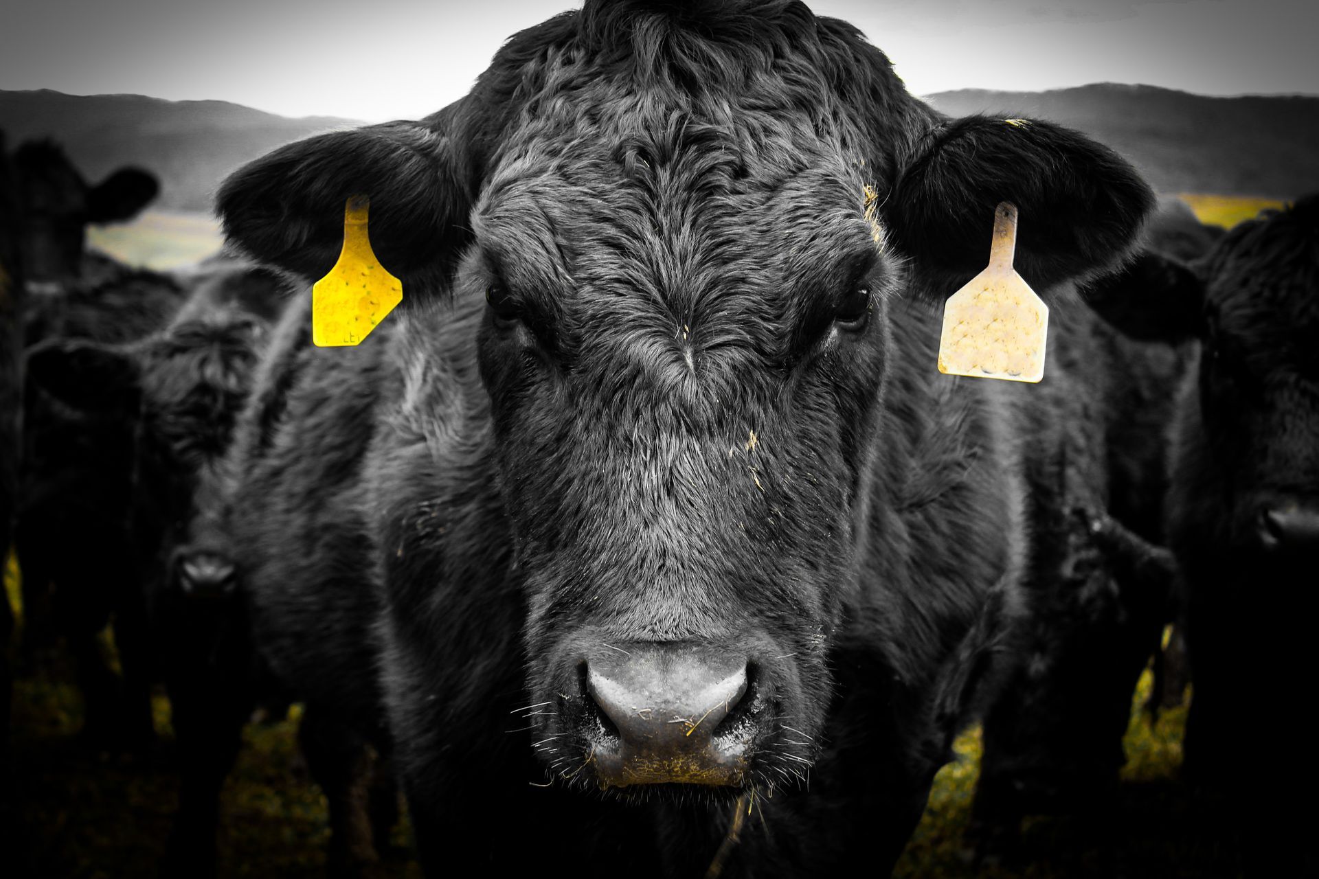 Black cow with yellow ear tags staring forward, surrounded by herd.
