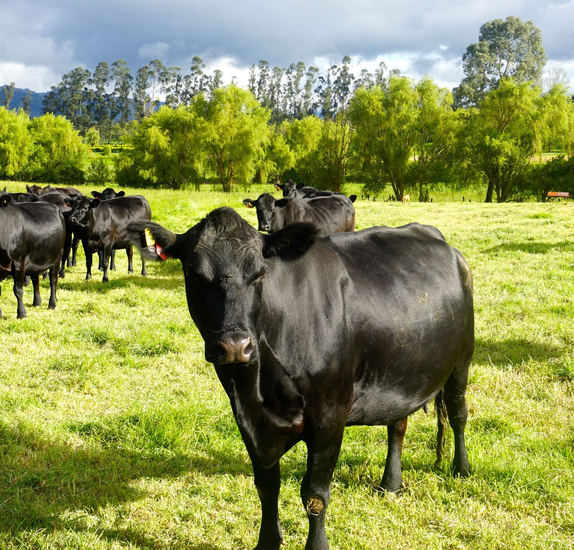 Black cow in a green pasture, other cows in the background, trees, and a cloudy sky.