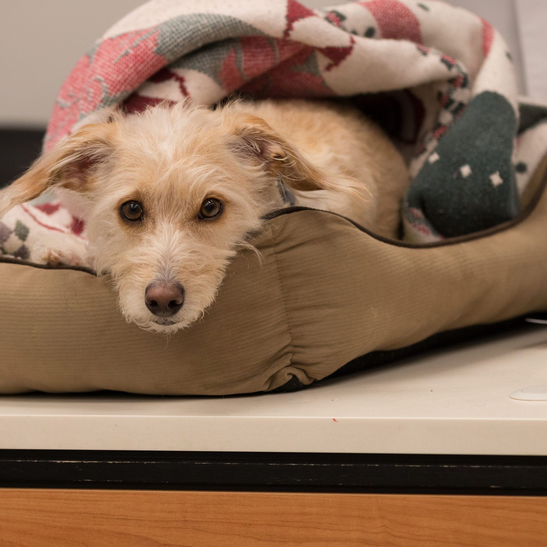6 Signs of a Dog in Labor