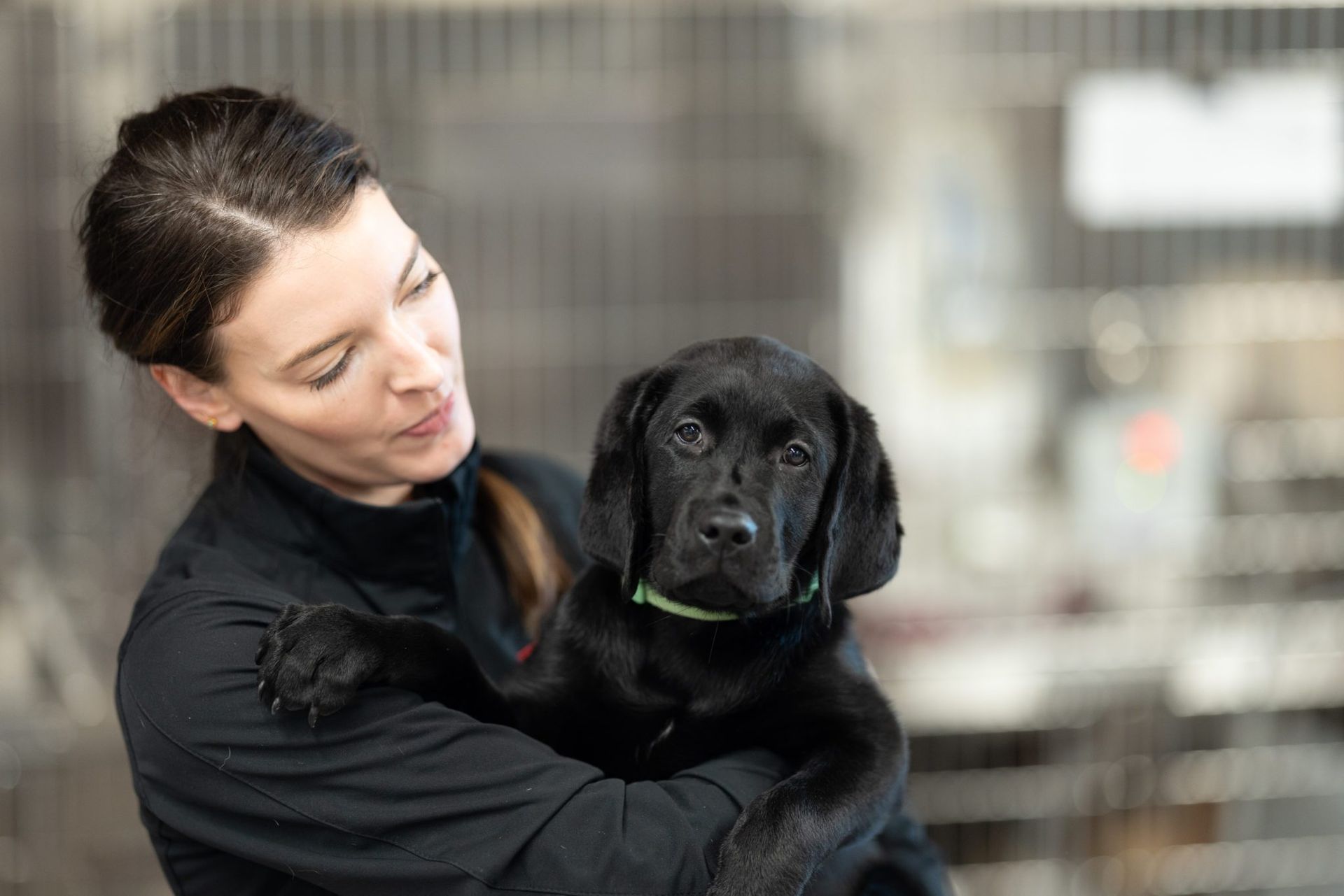 Signs Of Sprained Paw In Dog