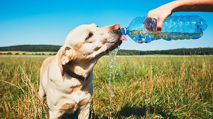 6 Tips to Avoid Common Pet Emergencies in the Summer