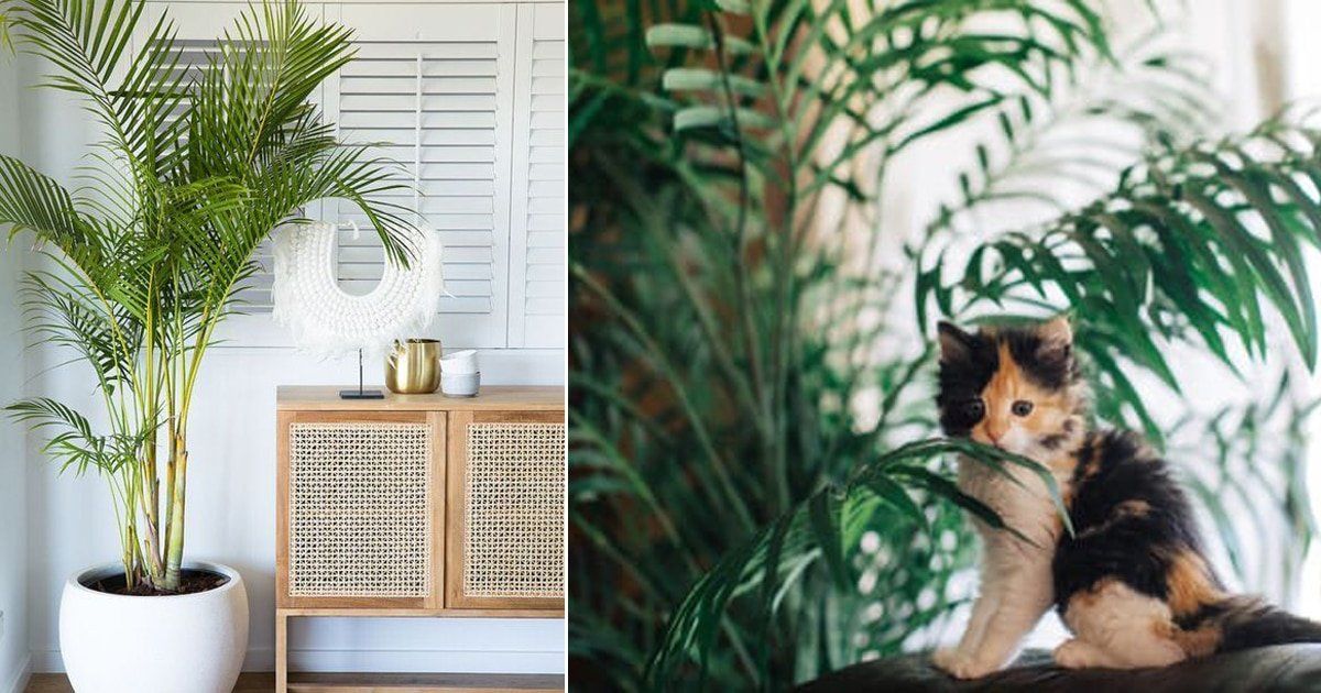 Are Majesty Palms Bad or Toxic To Cats