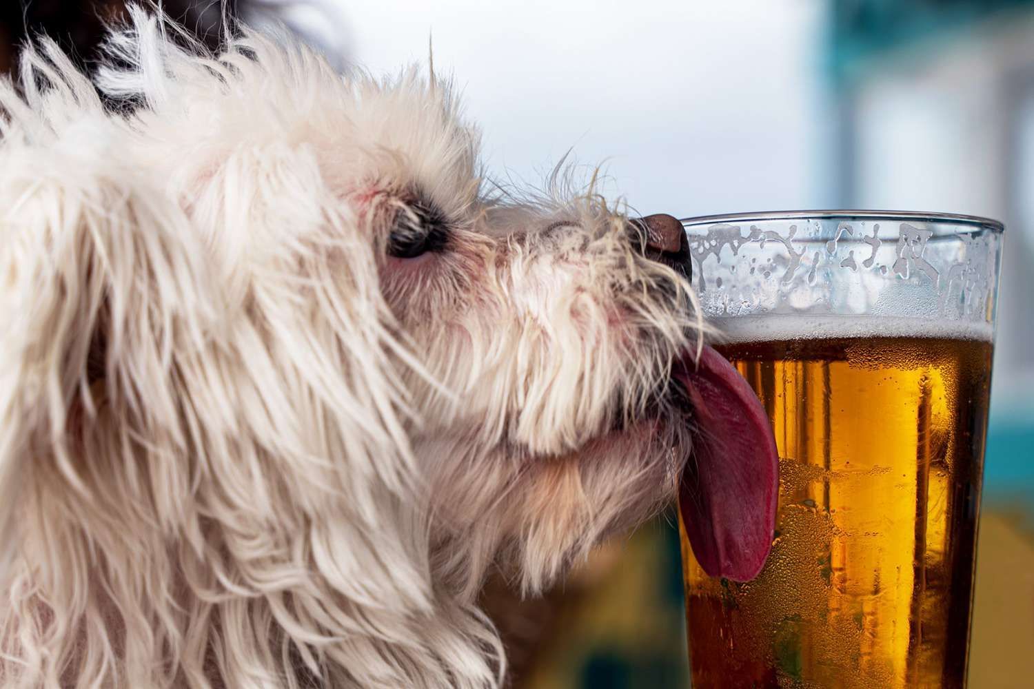 Can Dogs Drink Beer?