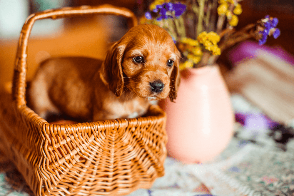 Common Puppy and Kitten Emergencies New Pet Parents Should Know About