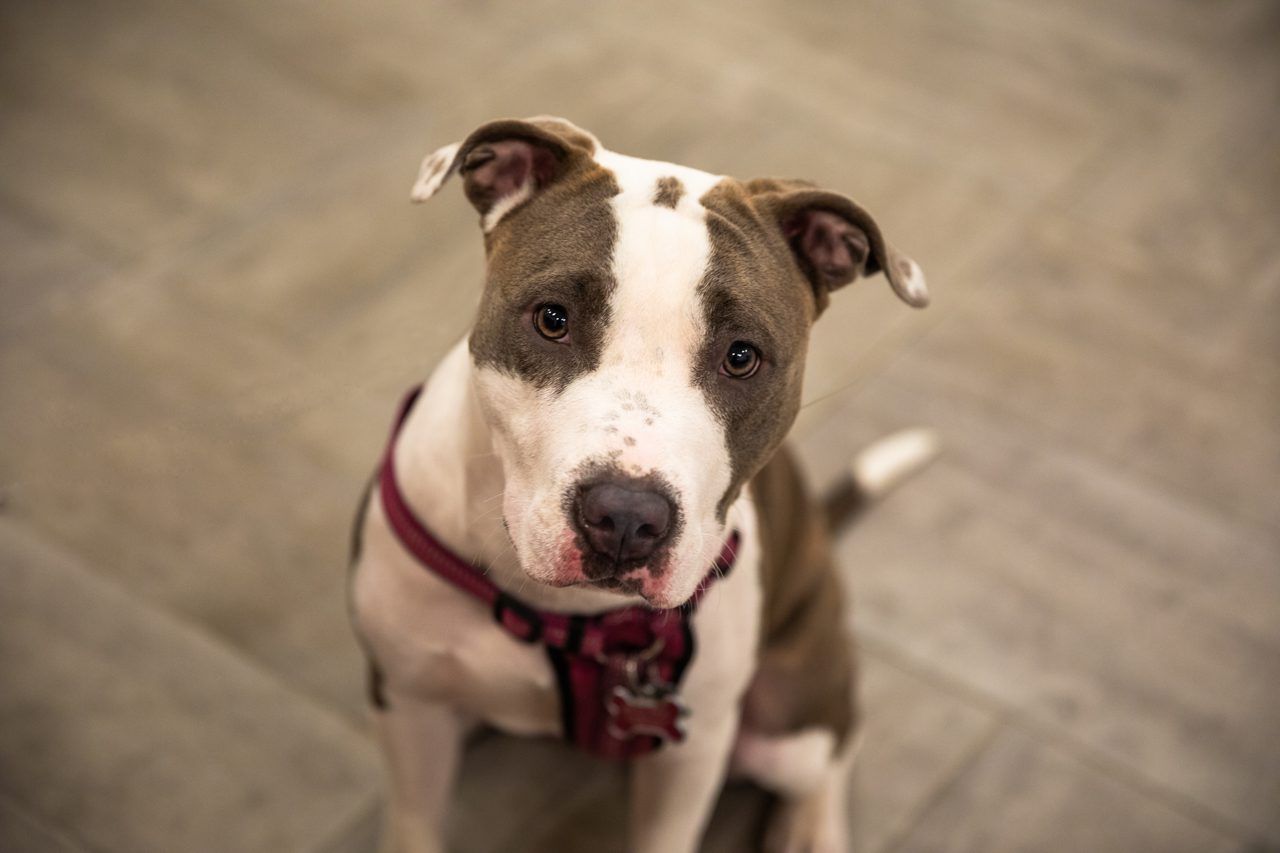 does-your-dog-have-high-blood-pressure-here-s-how-to-help-them