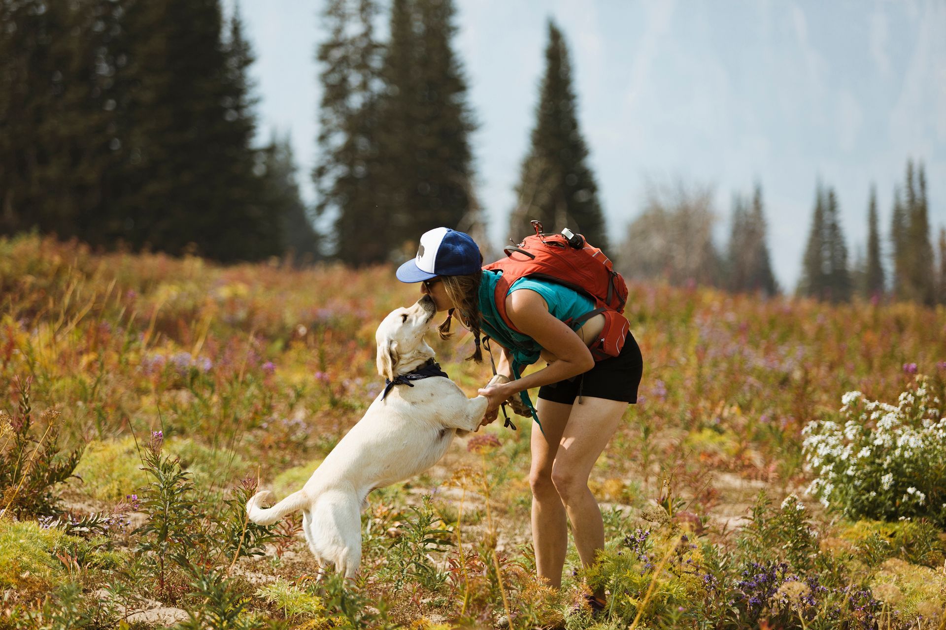 Dog Hiking: 6 Dangers to be Aware of and How to Avoid Them