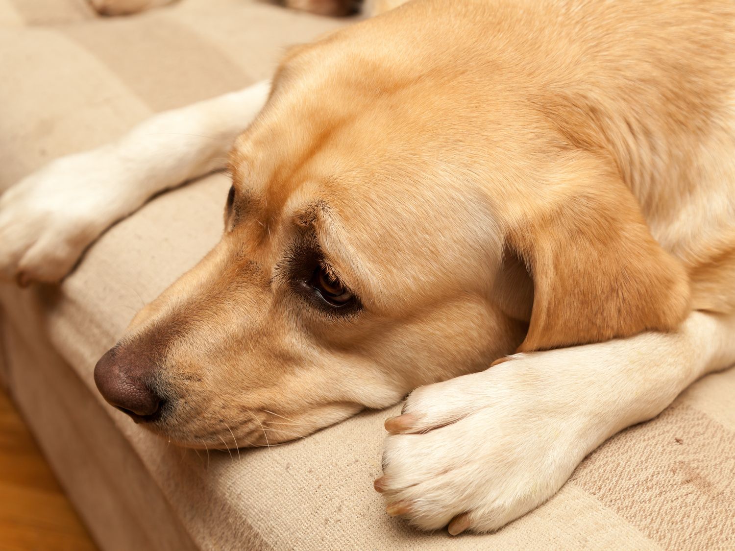 Lethargy in Dogs When is it an Emergency?