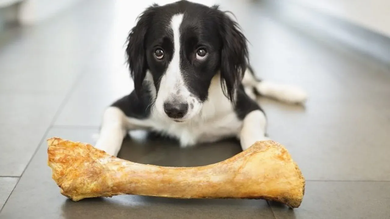 My Dog Ate A Chicken Bone