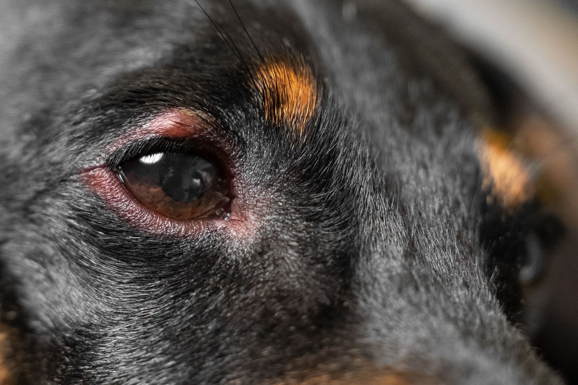 My Dog’s Eye is Swollen, What Do I Do?
