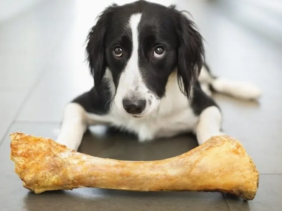 Are your pet’s dietary needs truly being met?