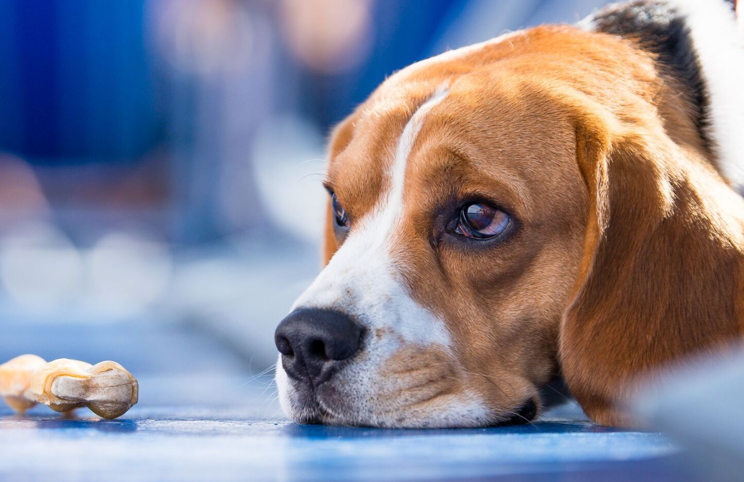 is drooling a sign of anxiety in dogs