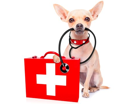 When Should I Call An Emergency Vet For My Pet