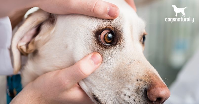 Why are my Dog’s Eyes Red? Top 6 Reasons