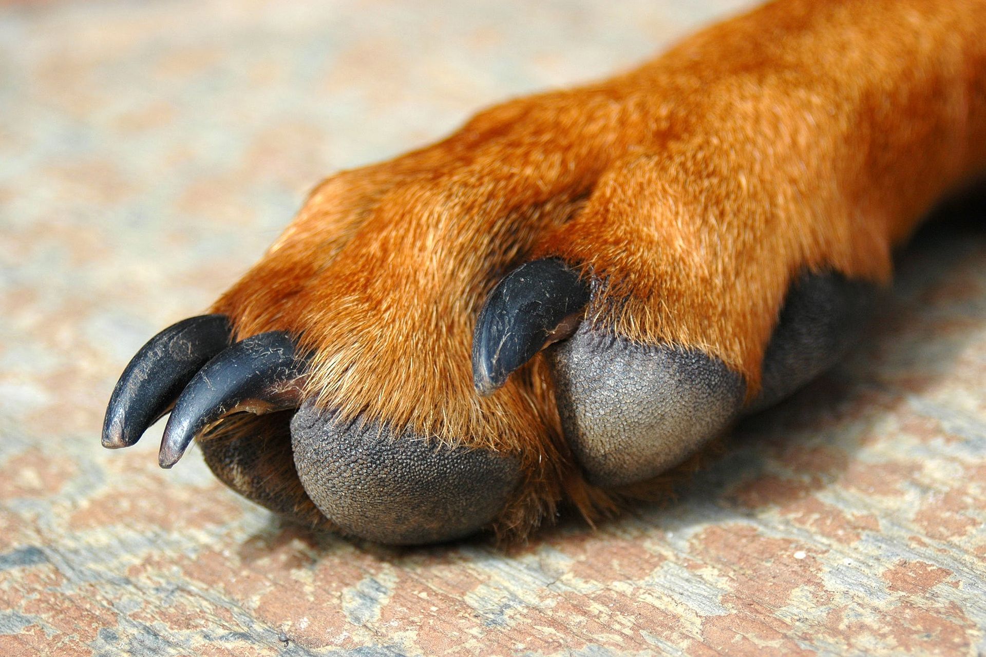 my-dog-boxer-has-large-blister-looking-places-between-his