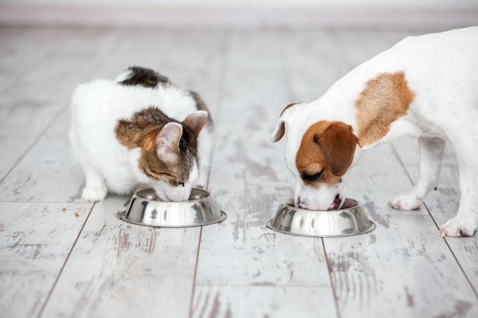 Pet Diet & Nutrition