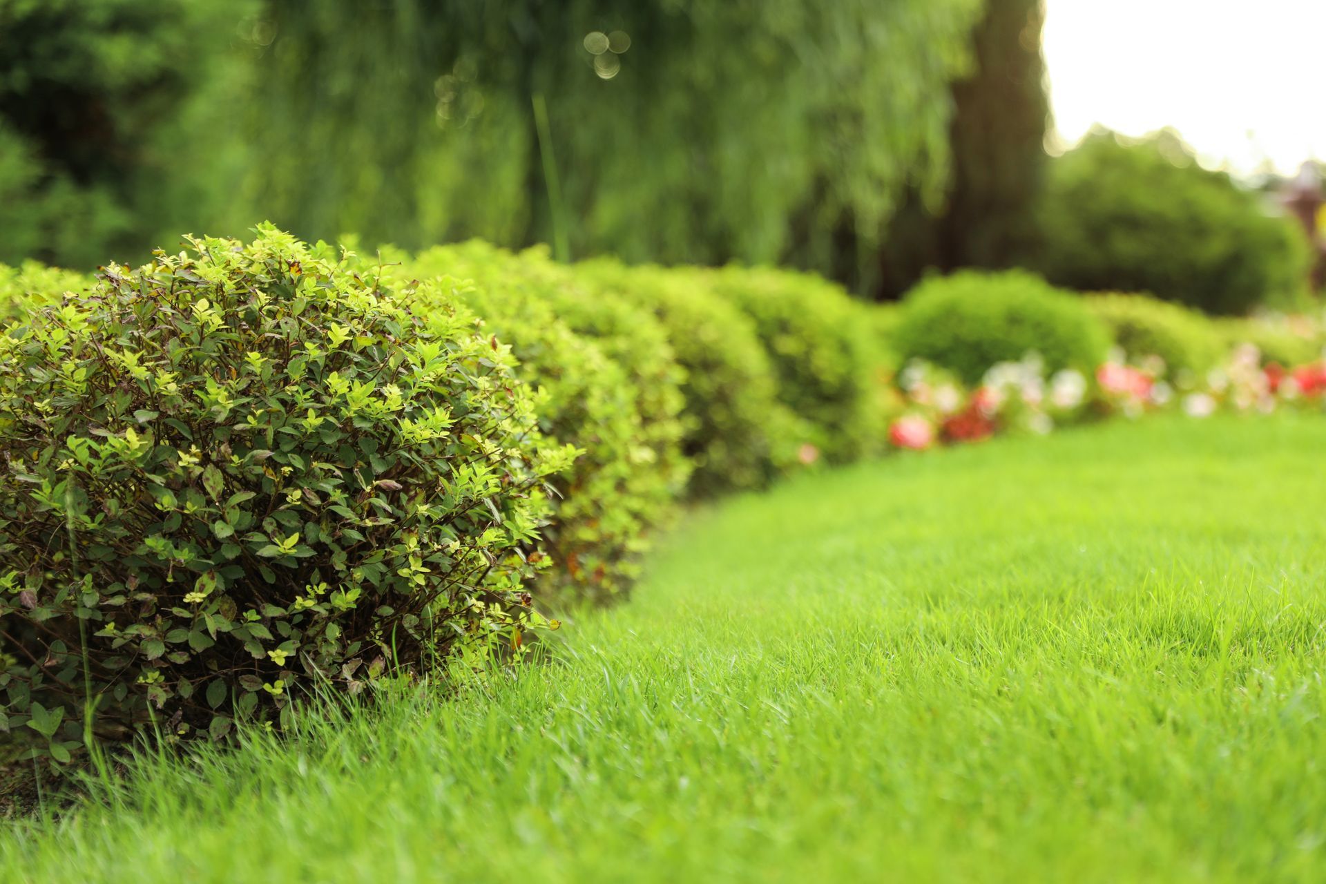 Row of green, rounded bushes alongside a neatly mowed lawn in a garden.