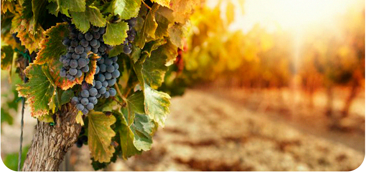 Um cacho de uvas pendurado em uma videira em um vinhedo.