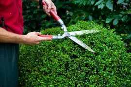 Hedge cutting and pruning