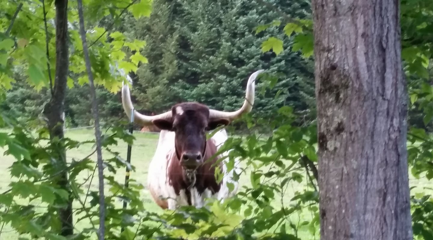Contact Us: Texas Long Horn standing in a field looking through the trees