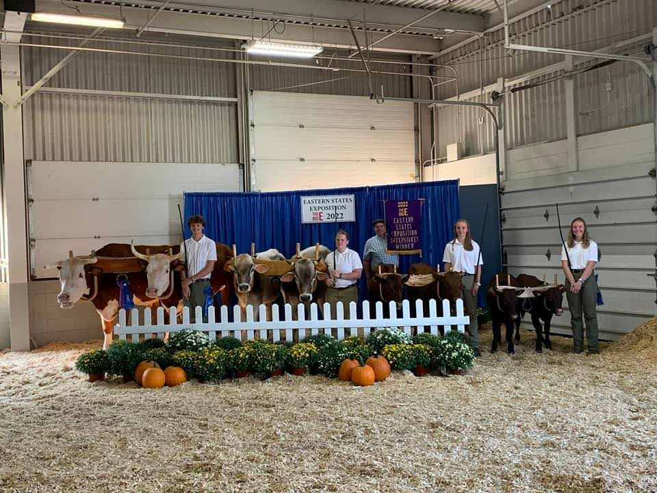 Get Involved: 4-H club at Eastern States Expo showing their oxen