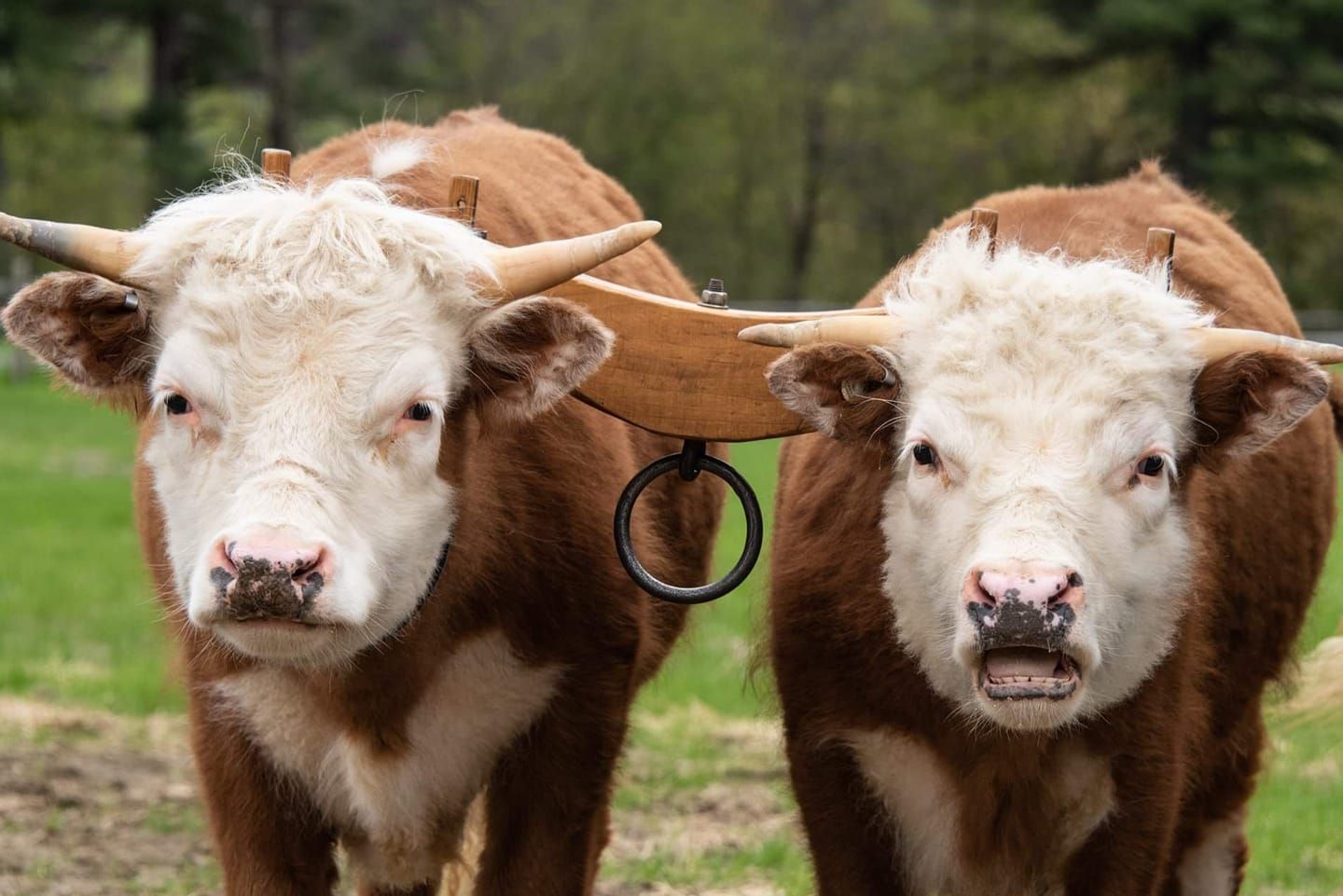 Two hereford oxen yoked up