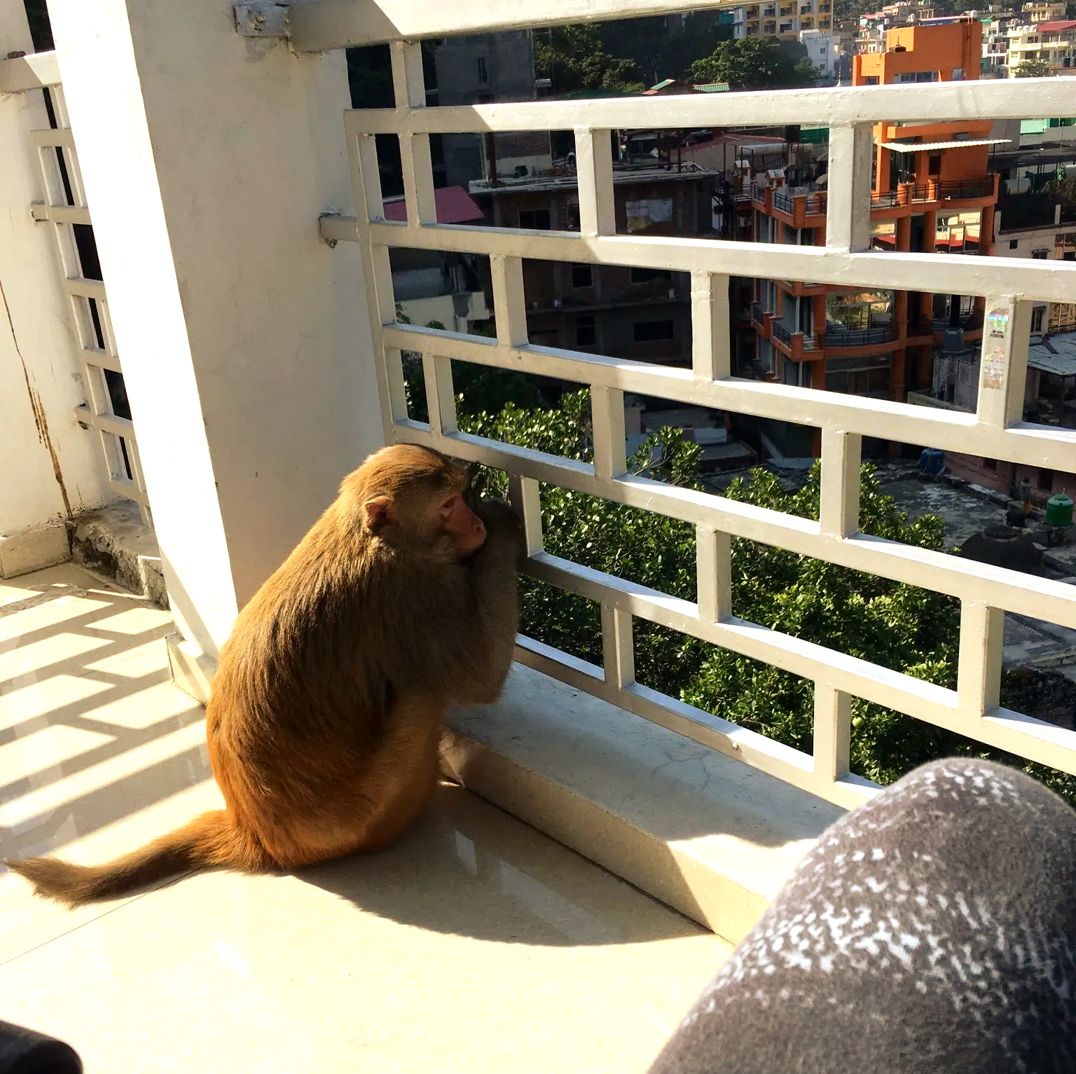 monkey IndRishikesh