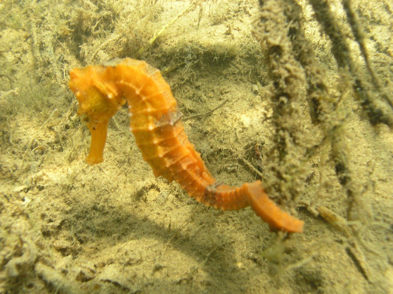 Passeio de Jangada dos Cavalos-Marinhos