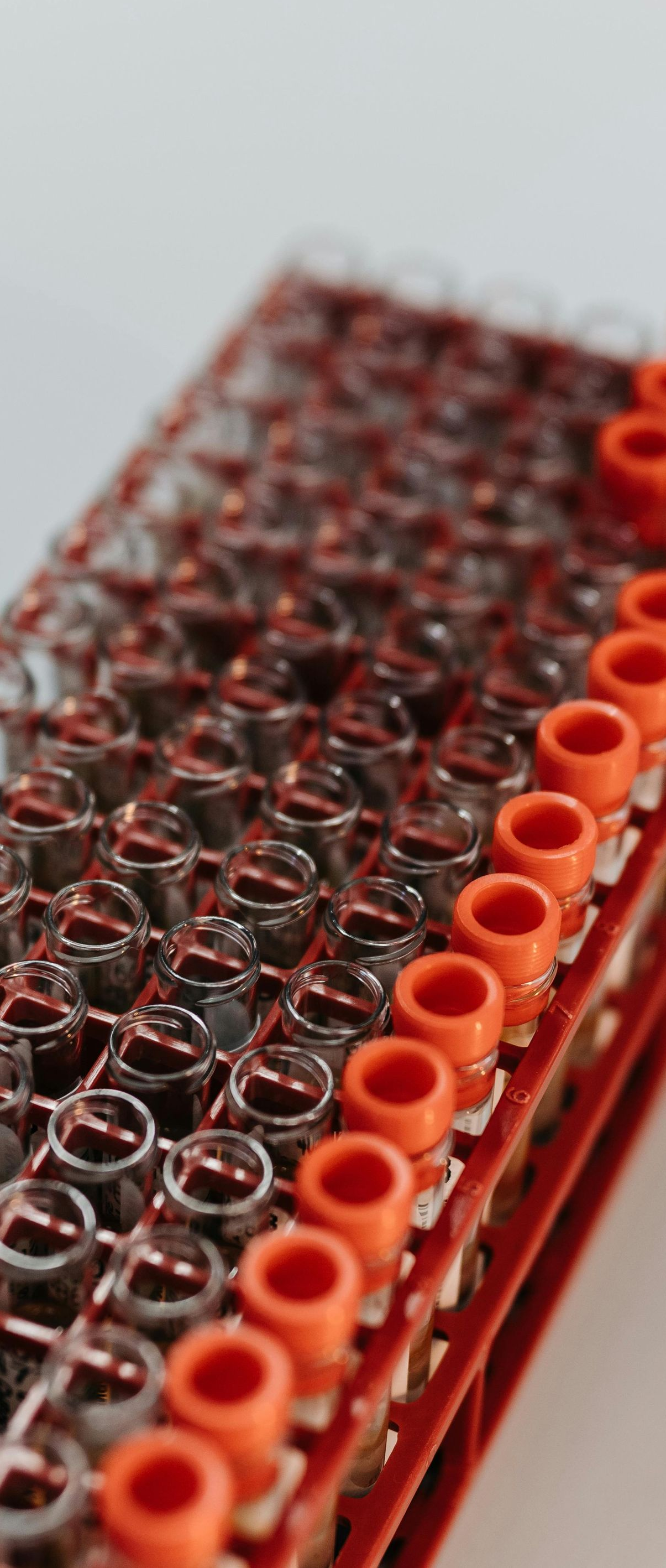 Close-up of test tubes with orange caps arranged in a red rack.