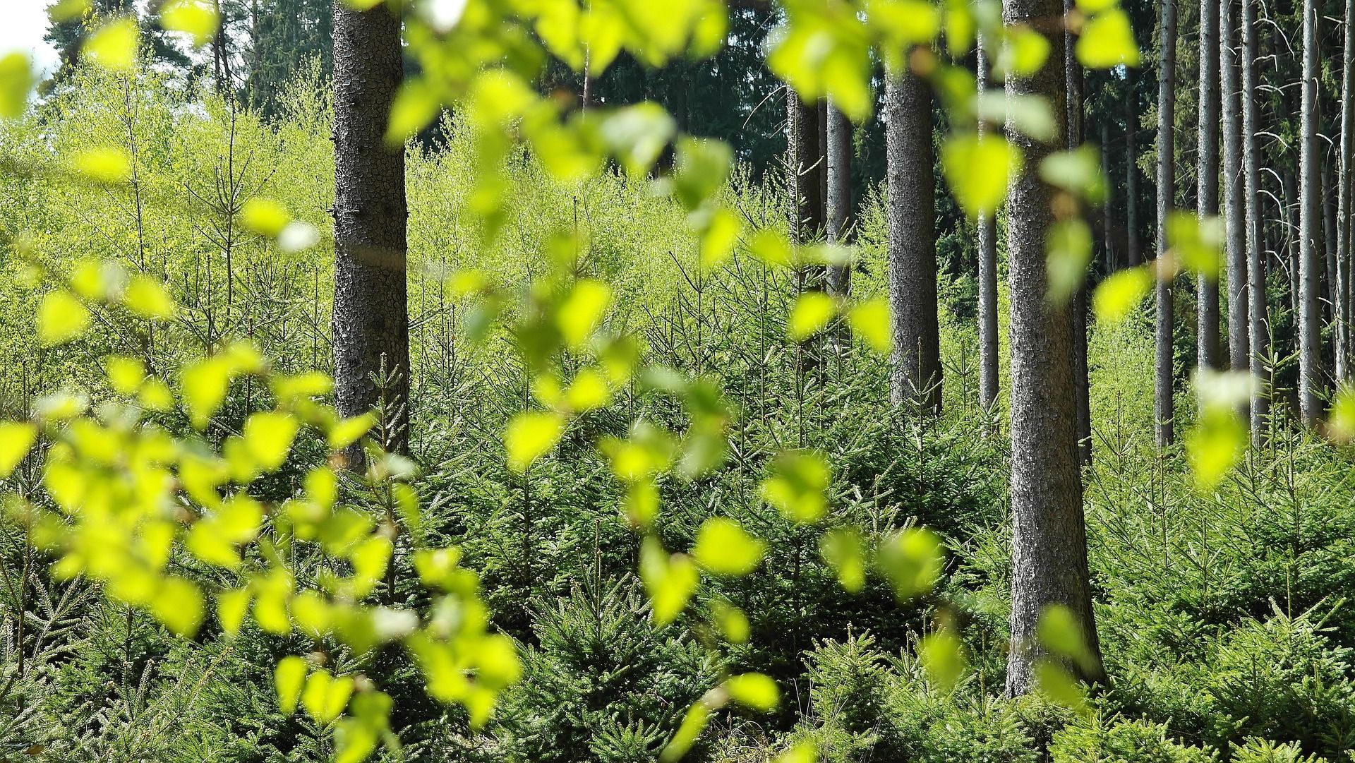 Green leaves in soft focus frame a forest with silver birch trees and green undergrowth.