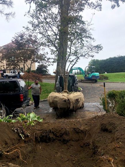 A man is standing next to a large tree in a pile of dirt.