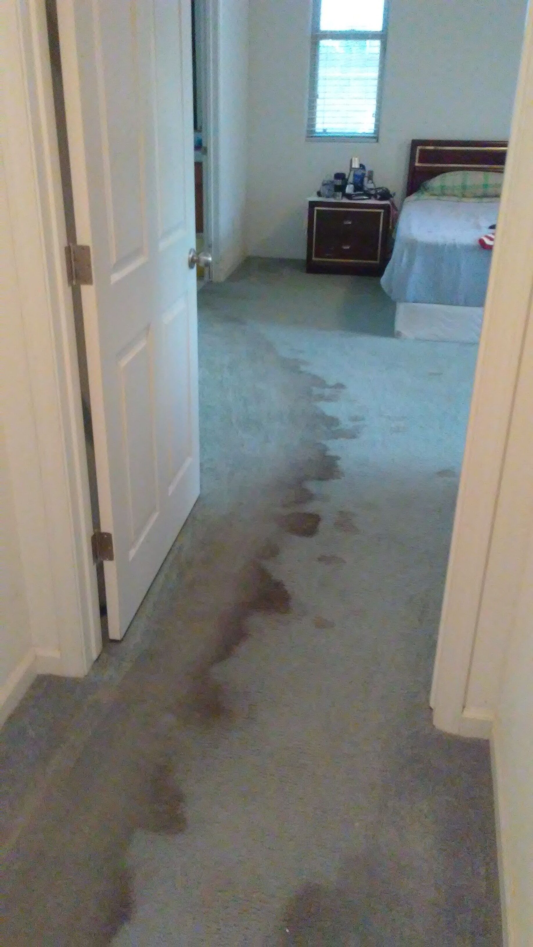 Carpet Cleaning - Before