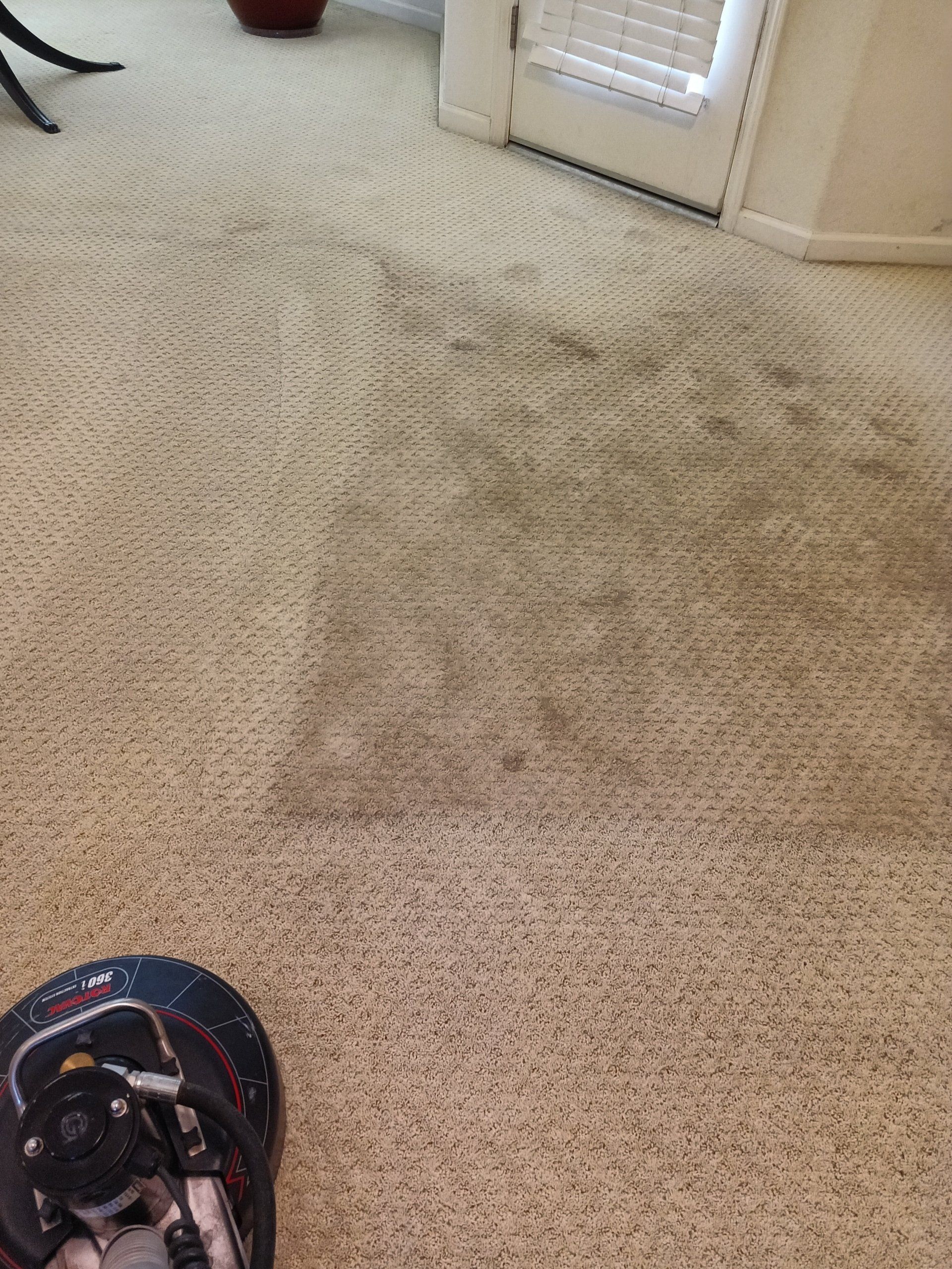 Carpet Cleaning