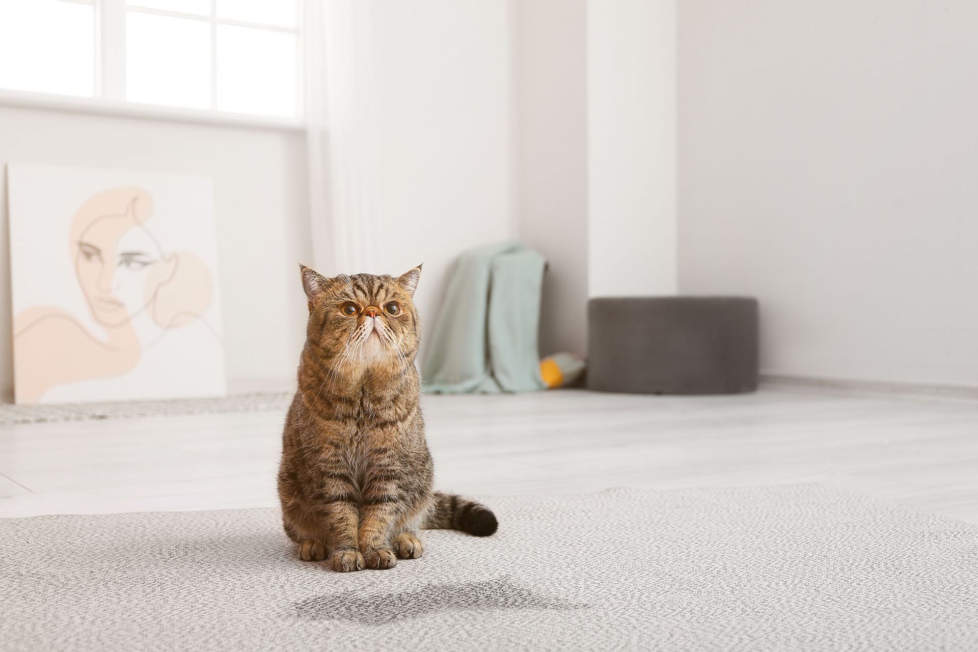 Remove lingering smells with Masters Touch Carpet Care odor treatment services in Fresno, CA.