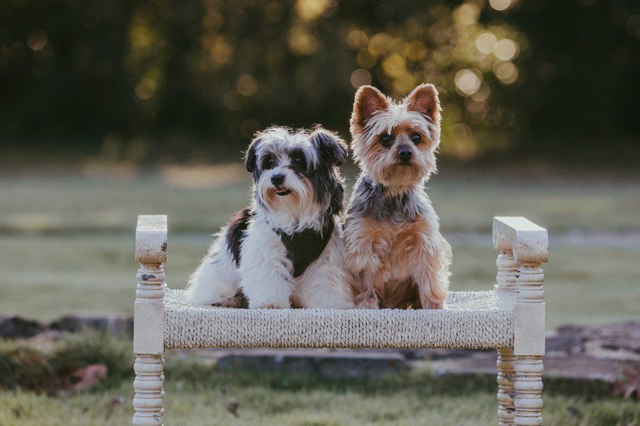 Two small dogs are sitting on a bench in the grass.