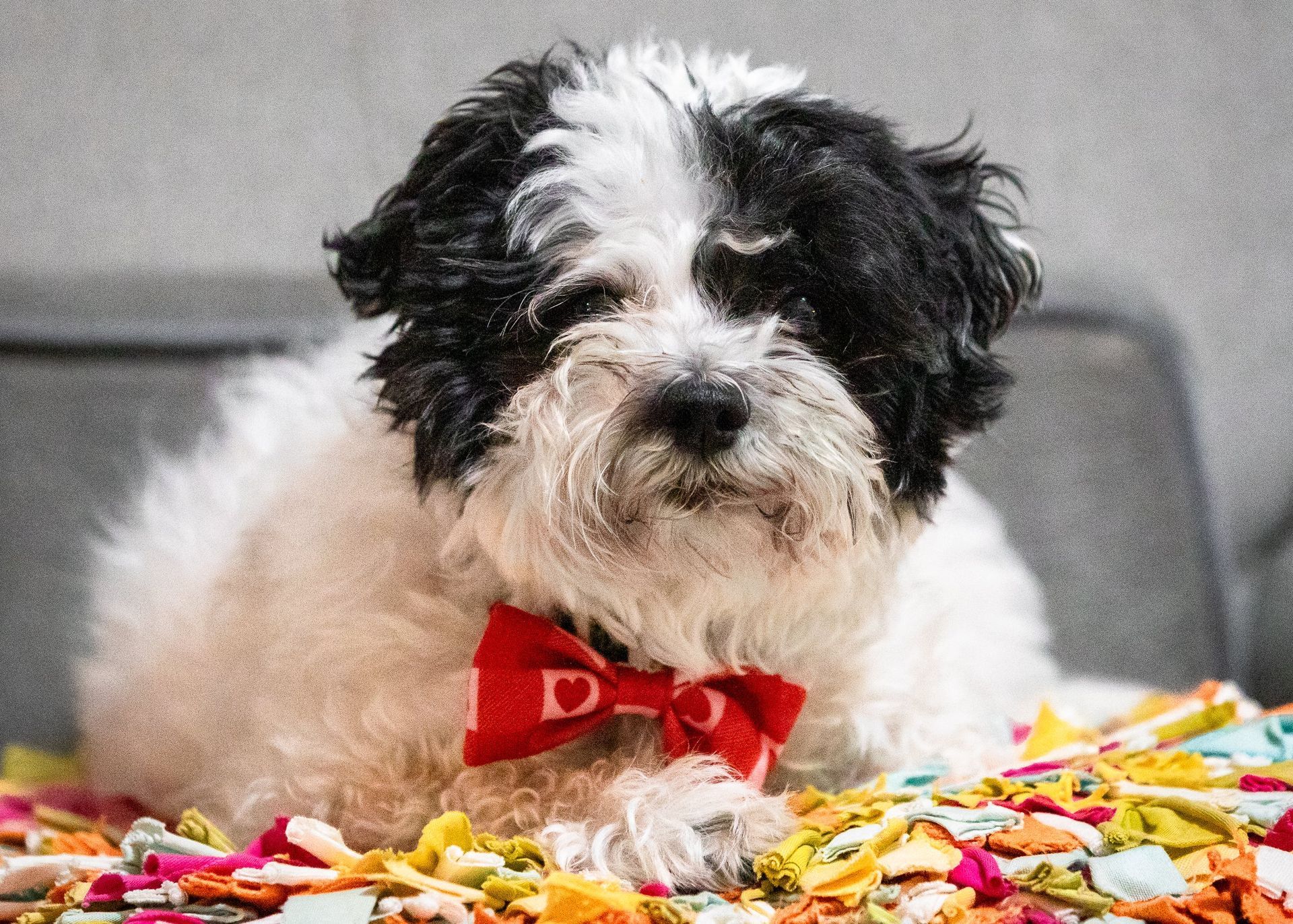 A black and white dog wearing a red bow tie is laying on a pile of confetti.