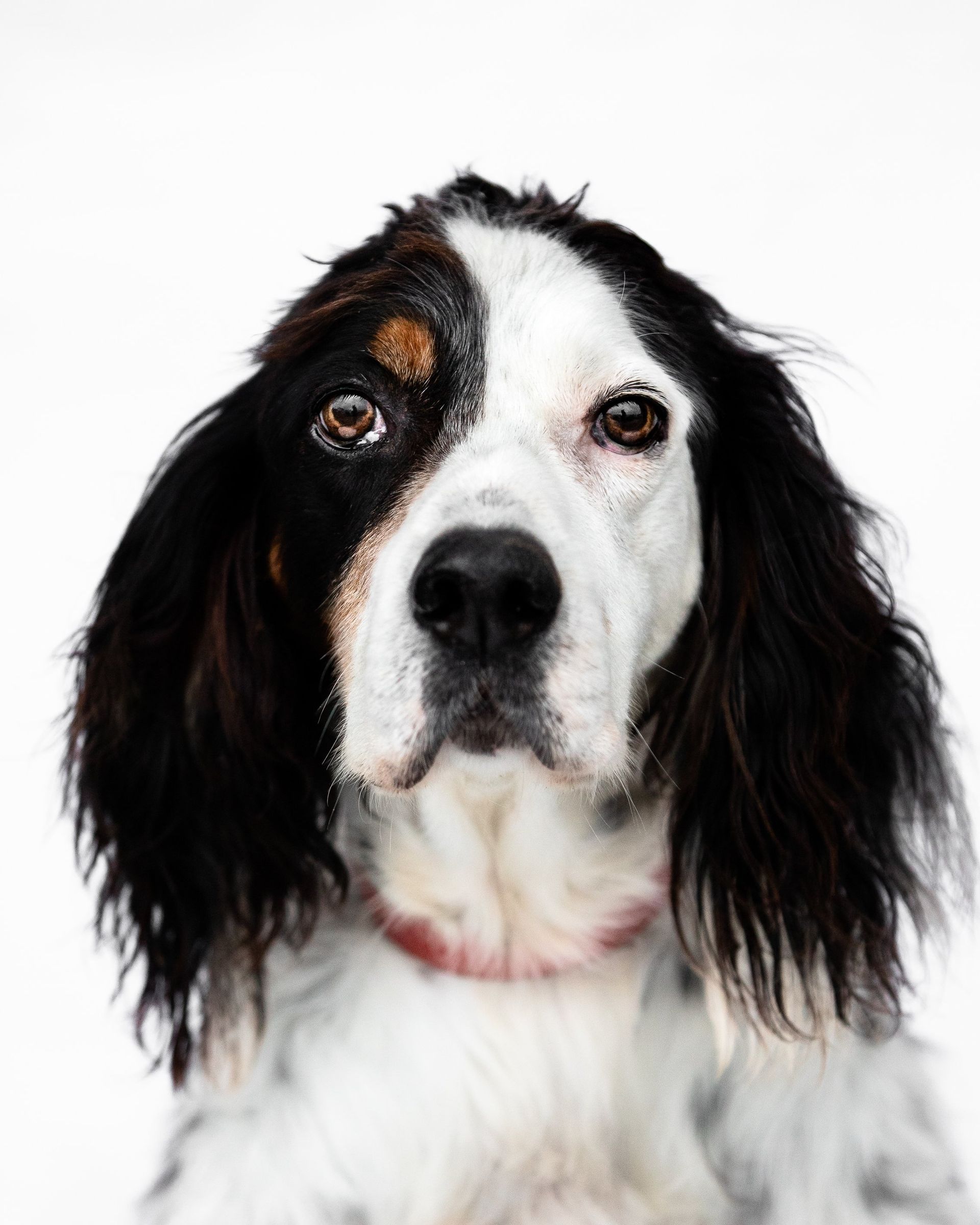 A black and white dog with a red collar is looking at the camera