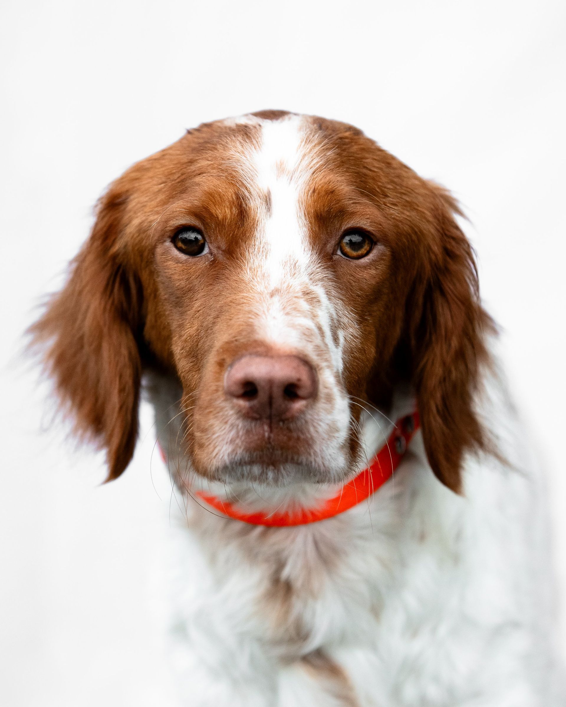 A brown and white dog with a red collar is looking at the camera.