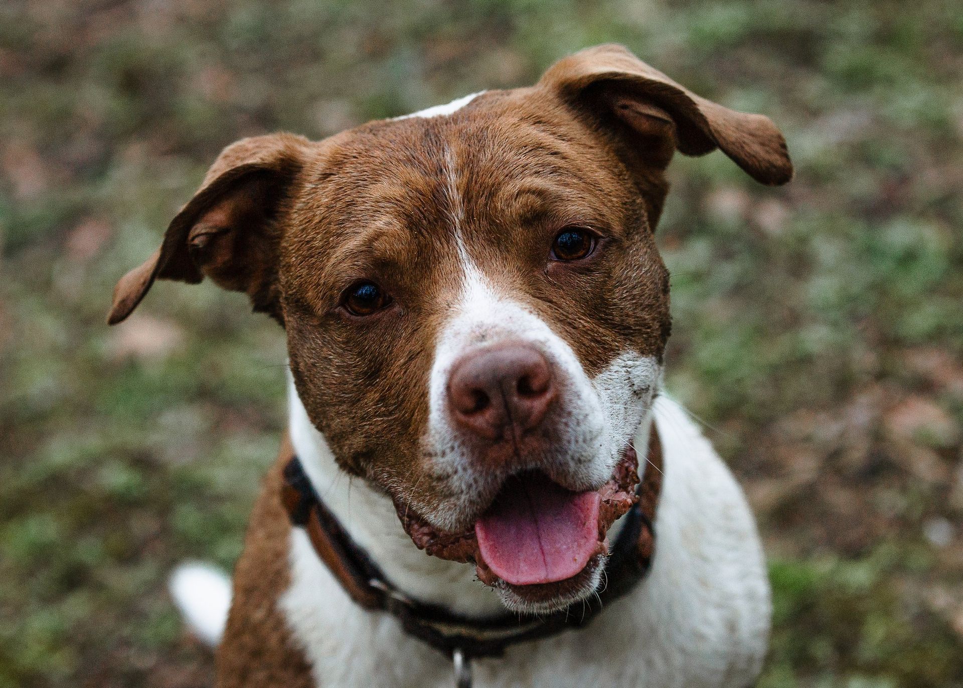 A brown and white dog with its tongue hanging out is looking at the camera.