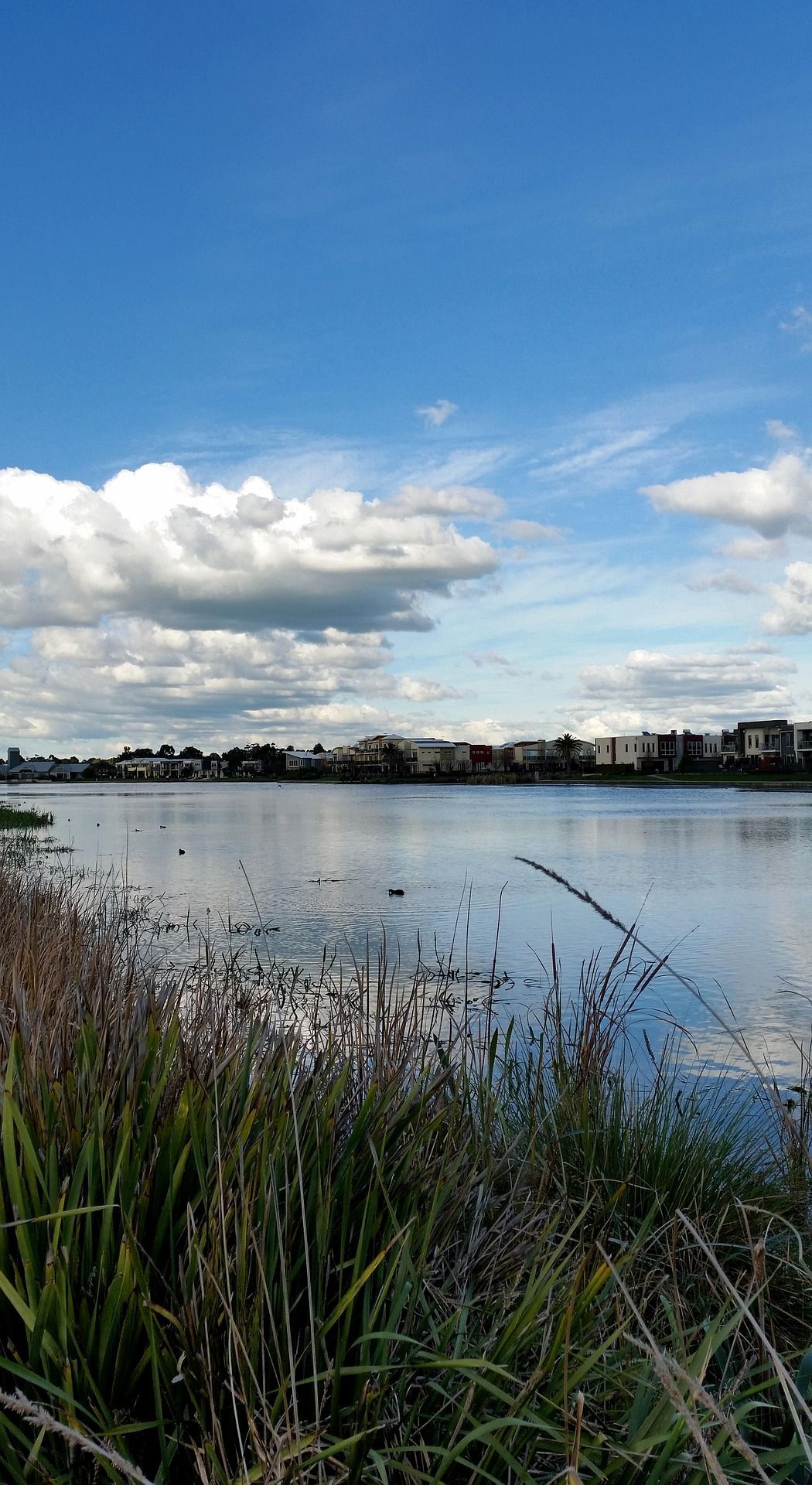 Calm lake with reeds in the foreground and clouds reflected in the water under a blue sky