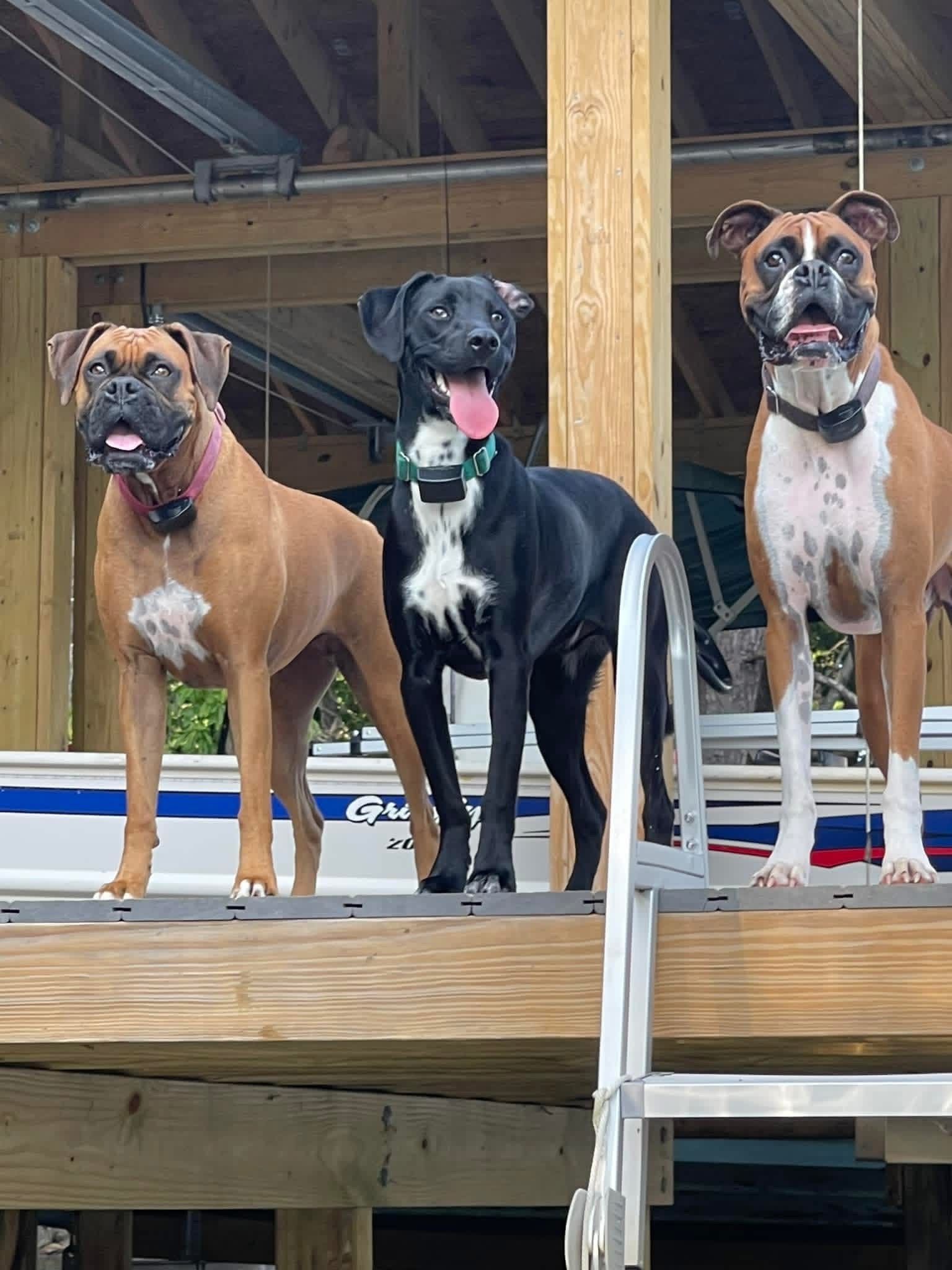 Three dogs standing on a wooden deck at Lake Gaston, two brown boxers and a black dog with white chest, all panting.