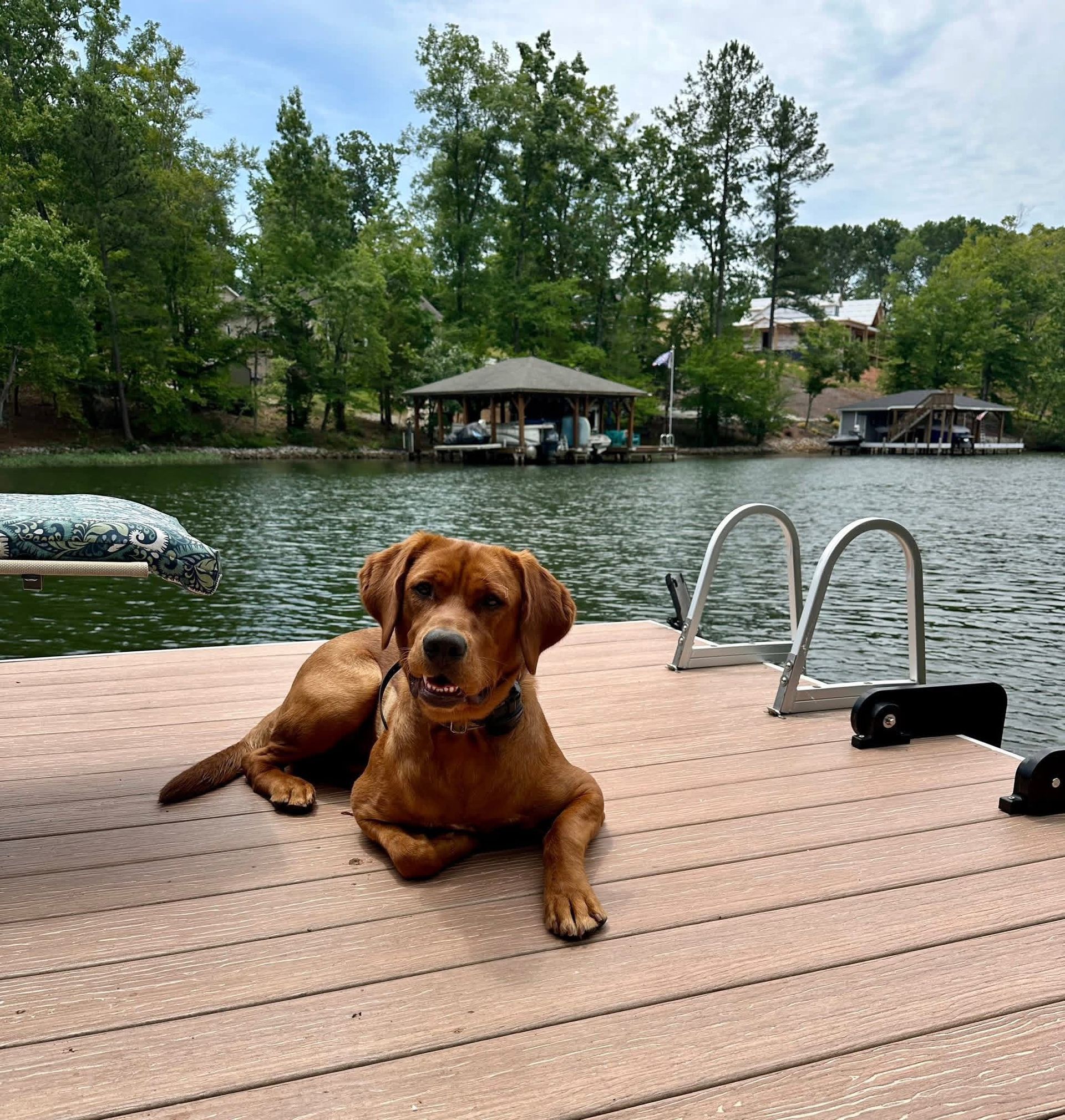 Brown dog lying on a dock by Lake Gaston, with a ladder and trees in the background.