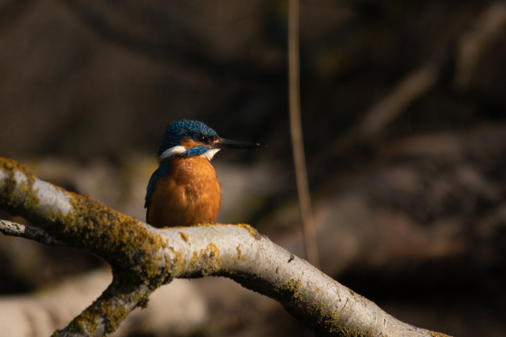 Eisvogel, Vogel, Mecklenburg-Vorpommern