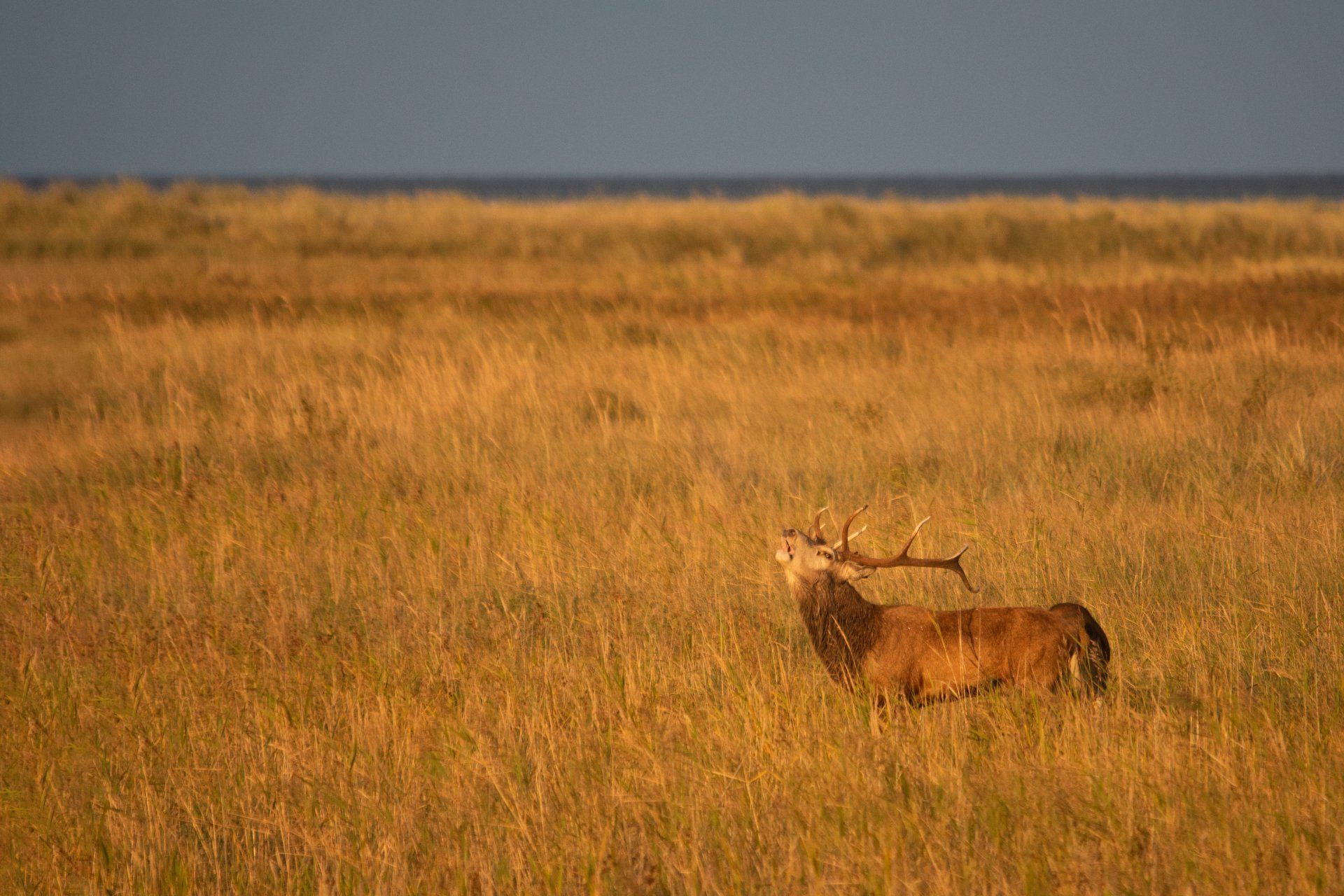 Hirsch, Röhren, Darss, Brunft, Hirschbrunft,Mecklenburg-Vorpommern