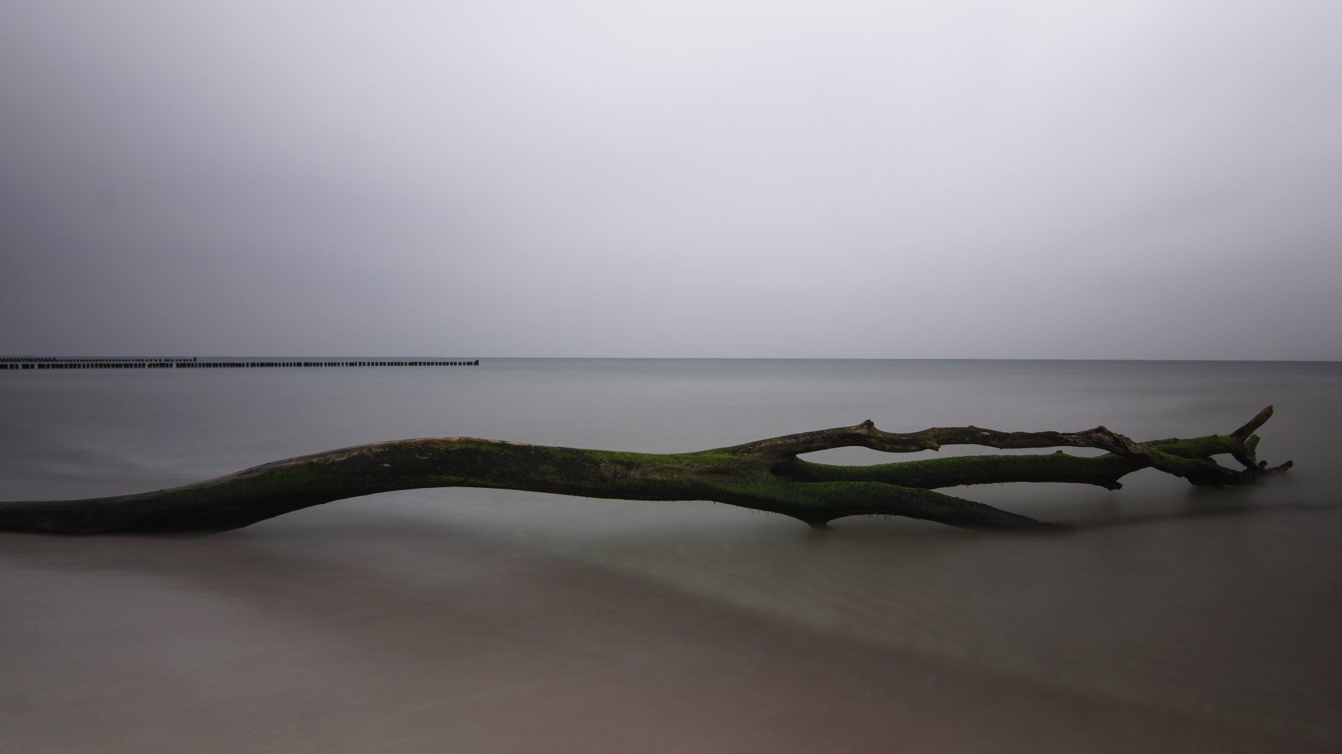 Ostsee, Weststrand, Strand, Baum, Stille, Silence, Ahrenshoop