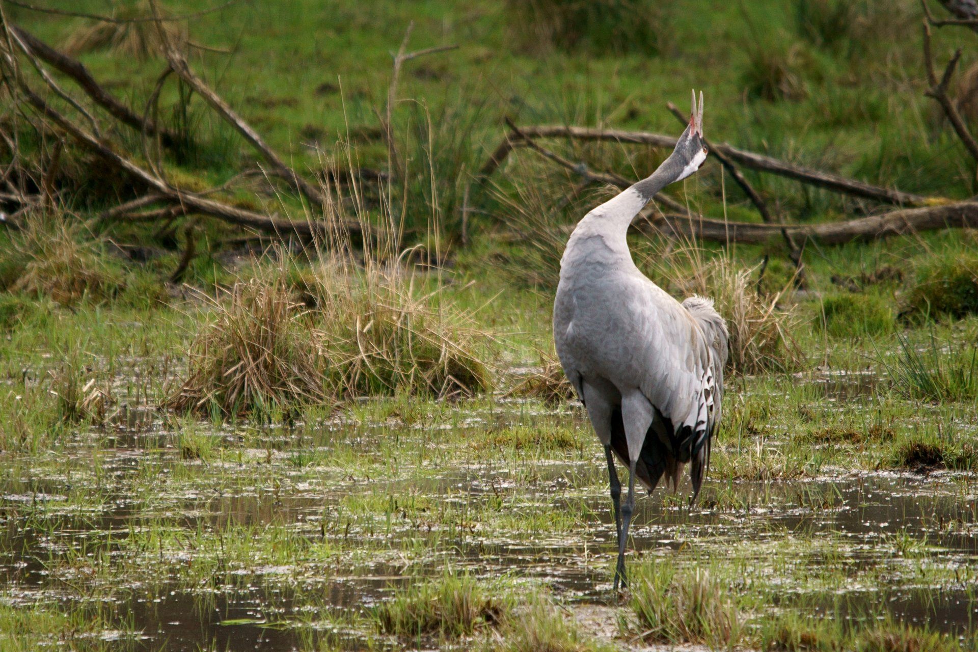 Kranich, Grus Grus, Grauer Kranich, Europäischer Kranich, Balz, Ruf
