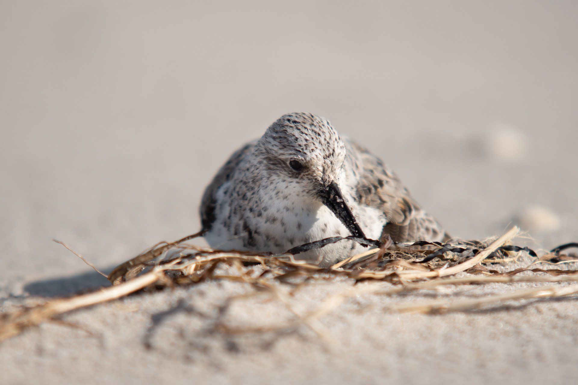 Sanderling, Weststrand, Vogel,  Mecklenburg-Vorpommern