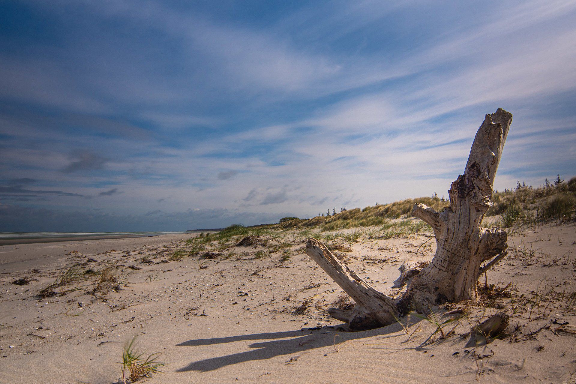 Ostsee, Weststrand, Strand, Baumstamm, Silence, Ahrenshoop, Düne, Wurzel, Strandhafer,