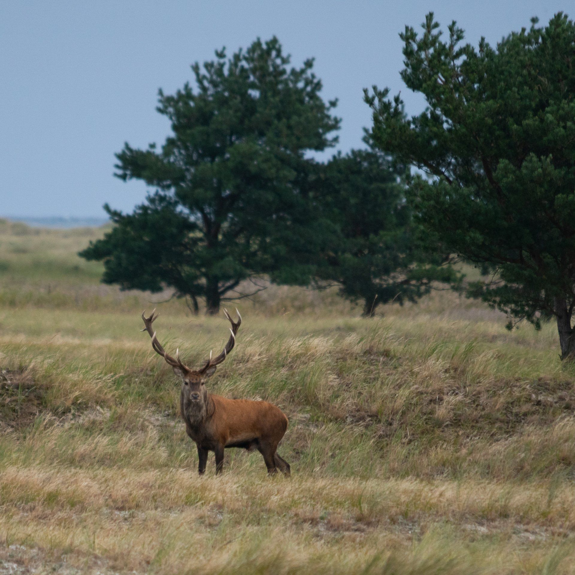 Rothirsch, Darss, Hirsche, Europäischer Hirsch,
