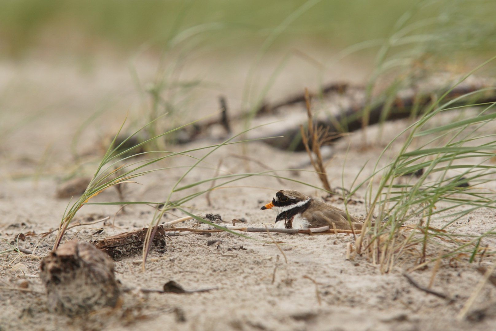 Sandregenpfeifer, Brut, Weststrand,