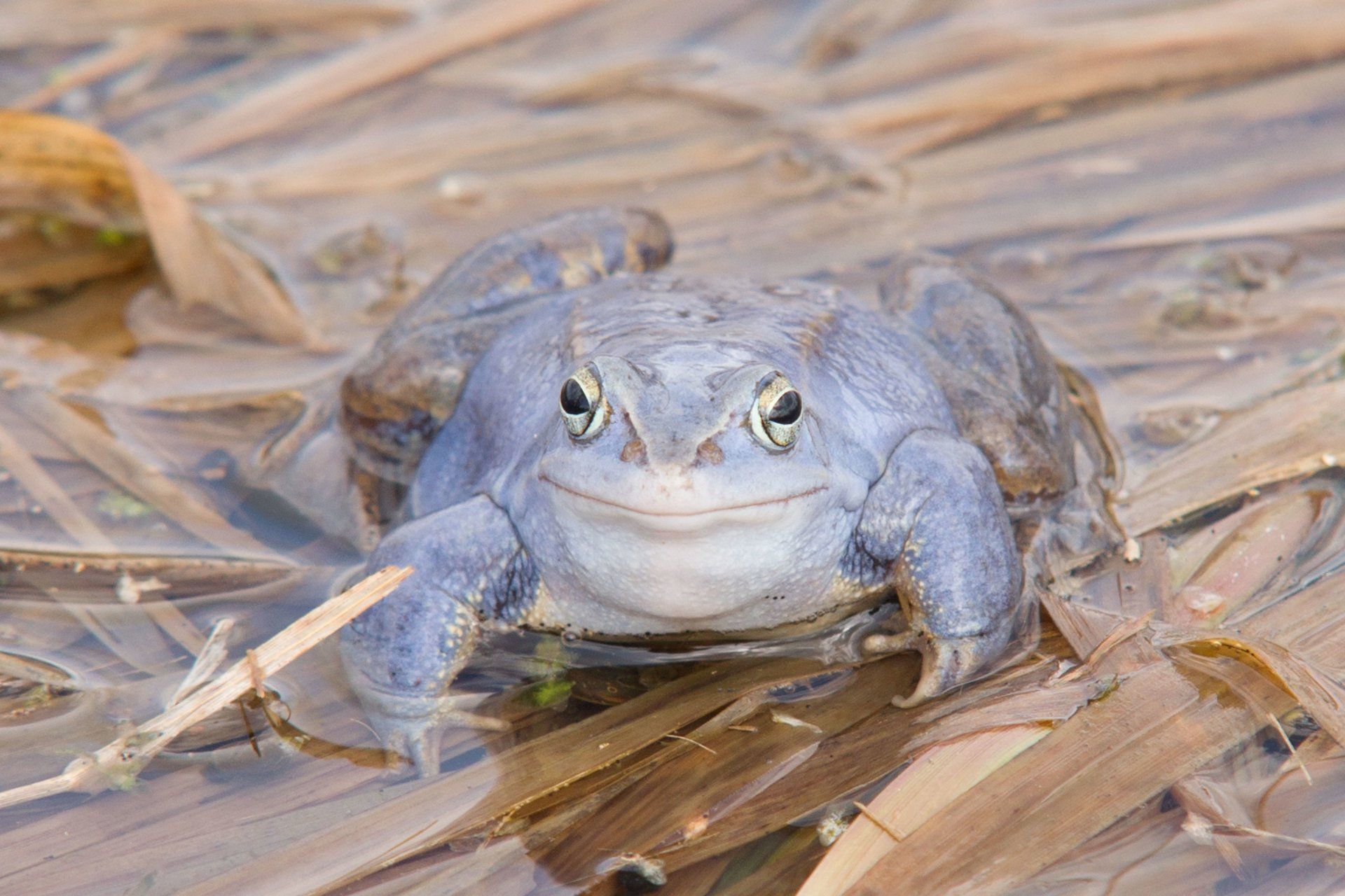 Moorfrosch, Blauer Frosch, Froschpaarung ,Mecklenburg-Vorpommern